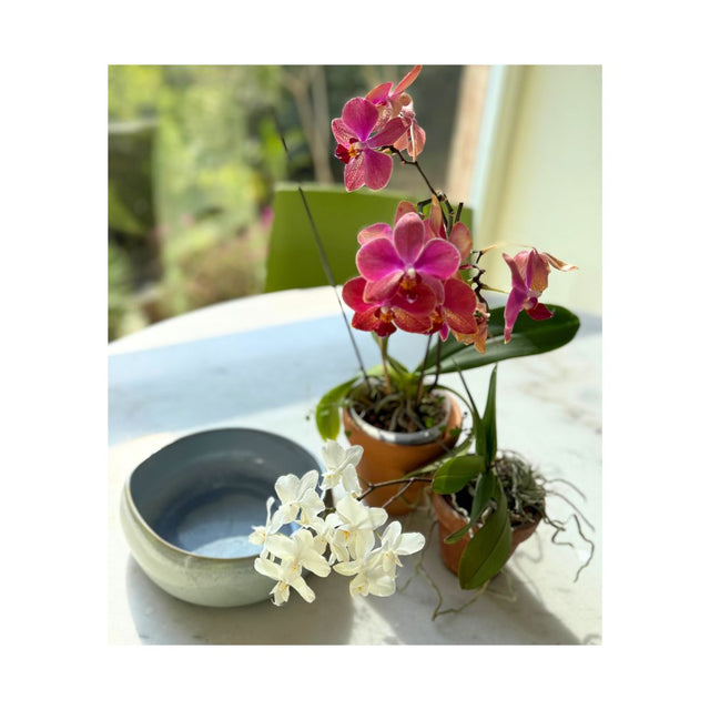 BOWL DE CERAMICA, AGUA