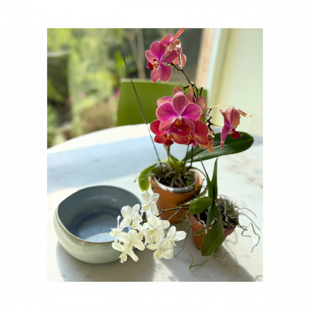 BOWL DE CERAMICA, AGUA