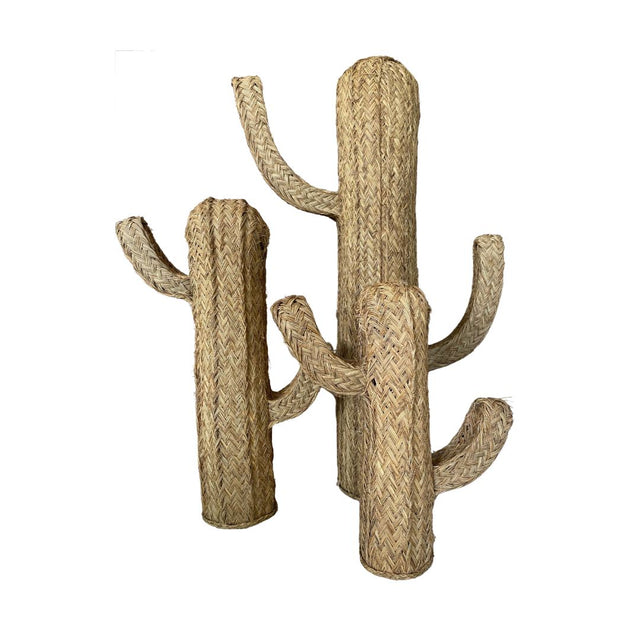 CACTUS DE ESPARTO