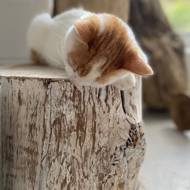 TRONCOS DE MADERA WHITE WASH CON TOPE DE RECINA