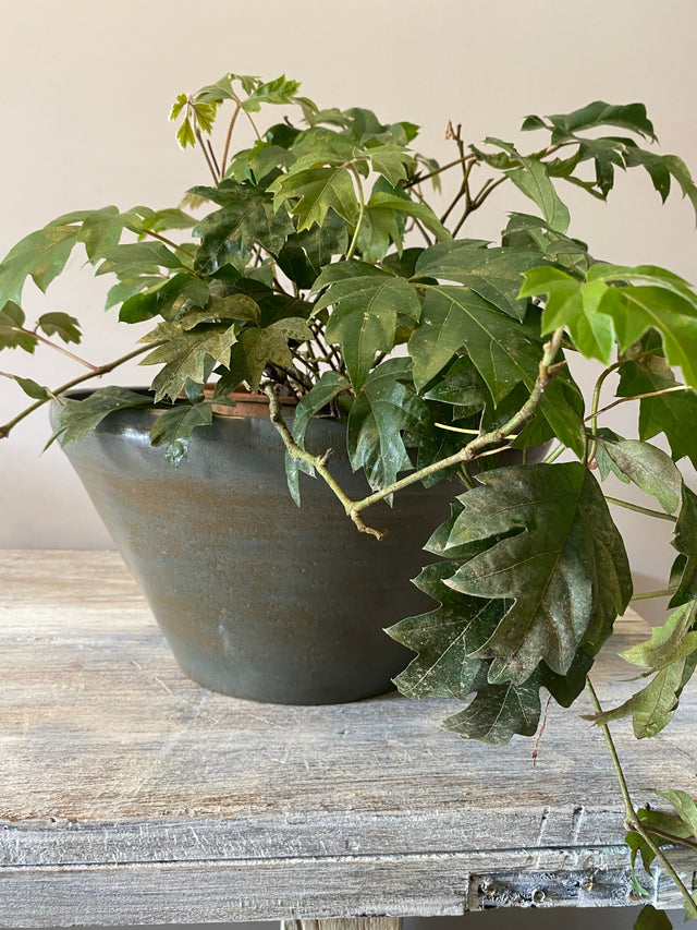 BLUE BOWL MRUETTER COLLECTION