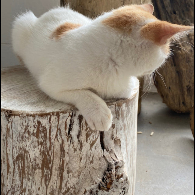TRONCOS DE MADERA WHITE WASH CON TOPE DE RECINA