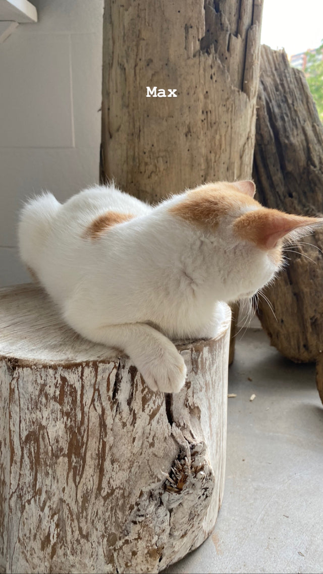 TRONCOS DE MADERA WHITE WASH CON TOPE DE RECINA